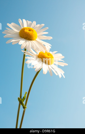 Two beautiful white flowers daisies over clear blue sky. Summer concept, vertical, copy space Stock Photo