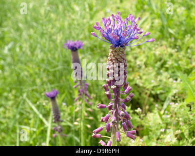 Muscari tenuiflorum Leopoldia tenuiflora violet flower flowers green background wild plant Stock Photo