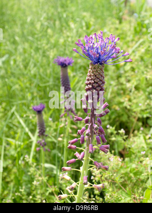Muscari tenuiflorum Tausch Leopoldia tenuiflora (L.) violet flower flowers green background wild plant Stock Photo