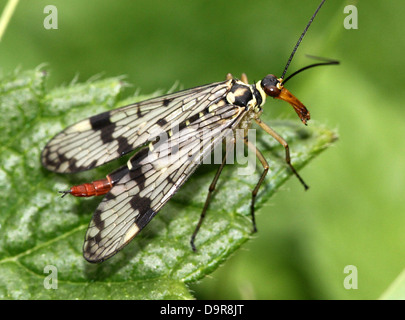 Close-up of a female common scorpionfly ( Panorpa communis) Stock Photo