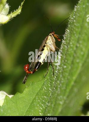 Close-up of a male common scorpionfly ( Panorpa communis) with its scorpion-like tail fully visible Stock Photo