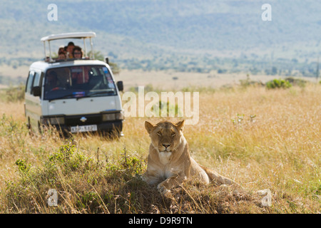 Africa wildlife safari tourists observing female wild lion in savanna on a sunny day in Masai Mara Stock Photo