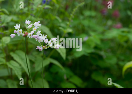 Allium roseum. Rosy garlic flowers Stock Photo