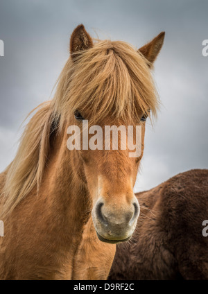 Portrait of Icelandic Horse, Iceland Stock Photo