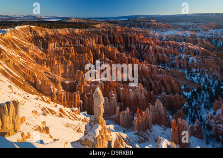 the hoodoos in the Amphitheatre of Bryce Canyon at dawn, Utah, USA Stock Photo