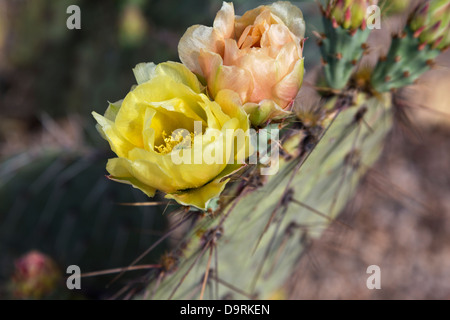 Elegant, waxy blossoms on prickly pear cactus in Saguaro National Park, Tucson, Arizona. Stock Photo