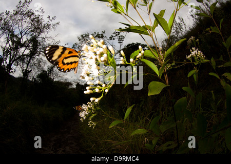 butterfly butterflies landed at flowers.  Vale do Rio Quilombo (Quilombo River valley) at Cubatão city, São Paulo state, Brazil. Stock Photo