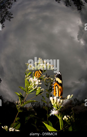 butterfly butterflies landed at flowers.  Vale do Rio Quilombo (Quilombo River valley) at Cubatão city, São Paulo state, Brazil. Stock Photo