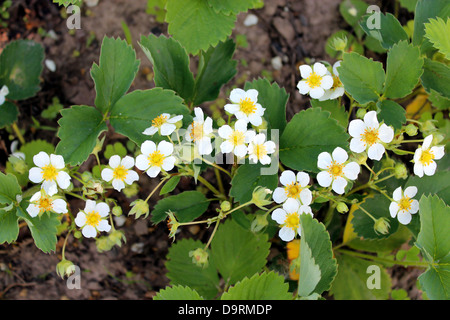 image of beautiful white flowers of flowering strawberry Stock Photo