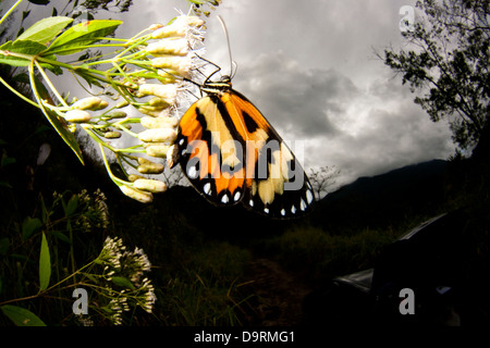 butterfly butterflies landed at flowers.  Vale do Rio Quilombo (Quilombo River valley) at Cubatão city, São Paulo state, Brazil. Stock Photo