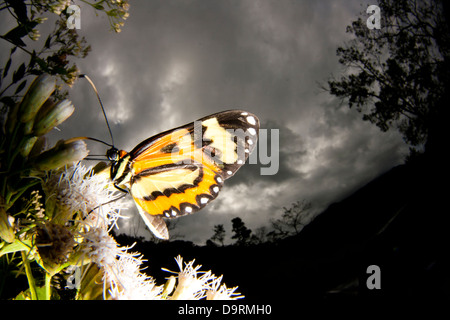 butterfly butterflies landed at flowers.  Vale do Rio Quilombo (Quilombo River valley) at Cubatão city, São Paulo state, Brazil. Stock Photo