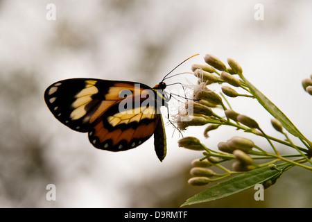 butterfly butterflies landed at flowers.  Vale do Rio Quilombo (Quilombo River valley) at Cubatão city, São Paulo state, Brazil. Stock Photo