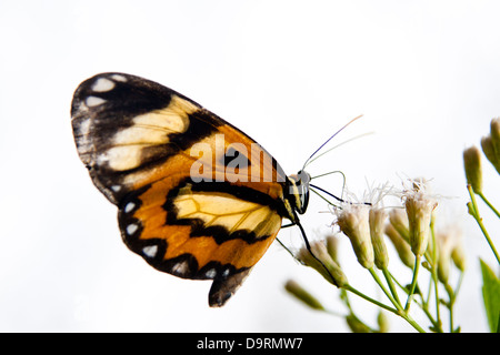 butterfly butterflies landed at flowers.  Vale do Rio Quilombo (Quilombo River valley) at Cubatão city, São Paulo state, Brazil. Stock Photo