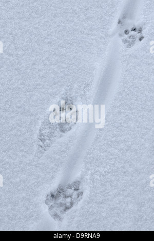 European river otter (Lutra lutra) close up of footprints and trail of tail drag in the snow in winter Stock Photo