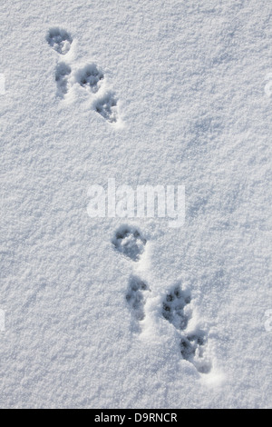 European river otter (Lutra lutra) close up of footprints in the snow in winter Stock Photo