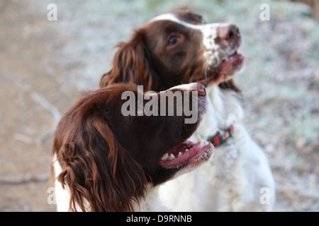 Two cute liver and white working type english springer spaniel family pet dogs Stock Photo