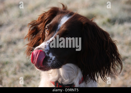 a working type english springer spaniel family pet dog licking her nose with her long pink tongue Stock Photo