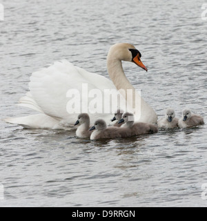 A Mute swan (Cygnus Olor) swimming with her six cygnets Stock Photo