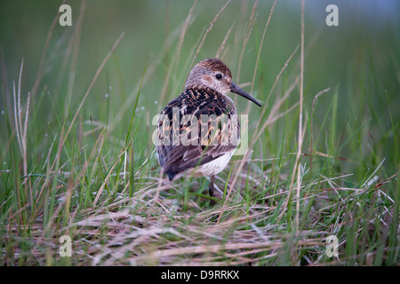Dunlin (Calidris alpina) adult looking over its shoulder at the nest after midnight wetland Southern Iceland Europe Stock Photo