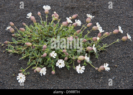 Sea Campion (Silene uniflora) flowers on the coastal black lava sand Southern Iceland Europe Stock Photo