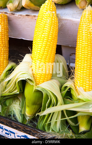 Israel Tel Aviv Jaffa Yafo Carmel Market fresh corn on the cob maize ears with whorls of husk peeled back Stock Photo