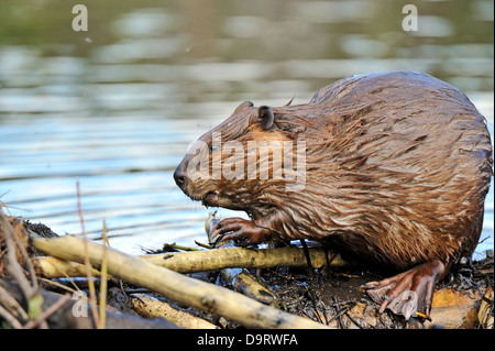 An adult beaver sitting on his dam Stock Photo