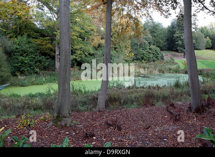 Forest in Autumn Stock Photo