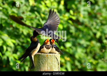baby swallow being fed by adult swallow Stock Photo