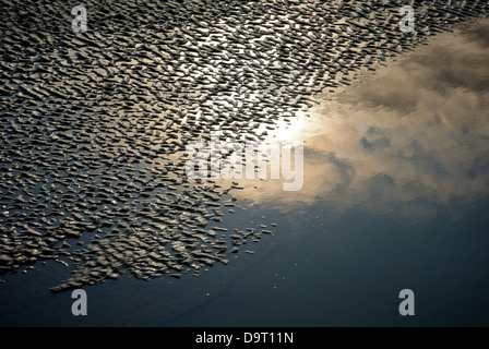 Setting sun reflected in the patterns on a muddy beach, Morecambe Bay, Cumbria, England UK Stock Photo