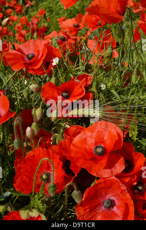 Field Poppies with Barley ear Stock Photo