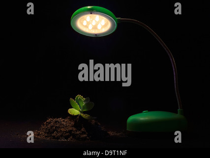 Young sprout and table lamp on a black background Stock Photo