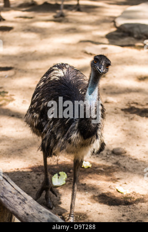 Ostrich walking in Chiangmai Zoo , Thailand Stock Photo