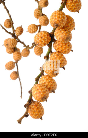 rattan fruit on white background Stock Photo