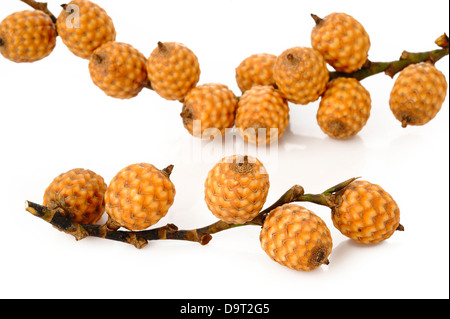 rattan fruit on white background Stock Photo