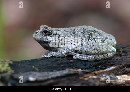 A Gray Tree Frog resting on a log. Stock Photo