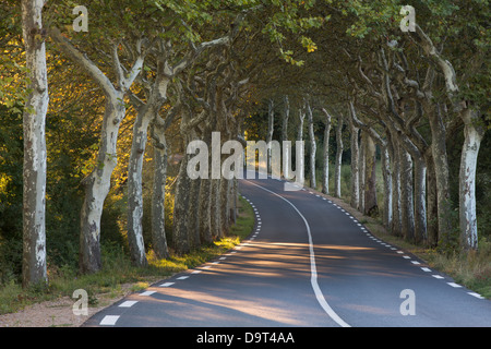 an avenue of plain trees on a road nr Soreze, Tarn, Languedoc, France Stock Photo