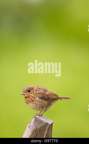 Juvenile Robin in fence post, England, UK Stock Photo