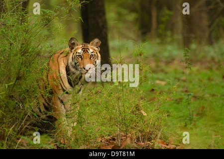 Portrait of Bengal Tiger, 1 year old, sitting in front of white ...