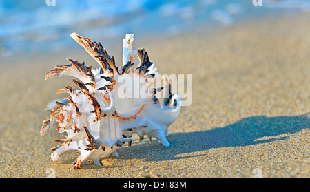 shell on the beach in summer time Stock Photo