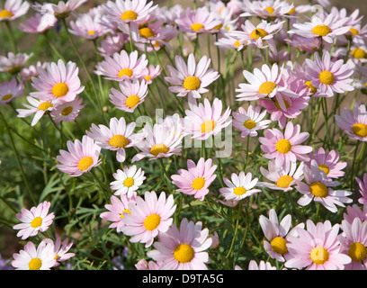 Argyranthemum pink daisy-like flowers Stock Photo - Alamy