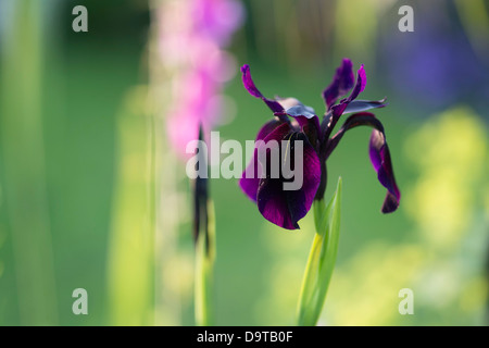 Iris chrysographes 'black form'. Black iris (goldvein Iris) in a garden Stock Photo