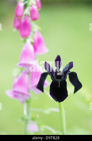 Iris chrysographes 'black form'. Black iris in a garden. Goldvein Iris Stock Photo
