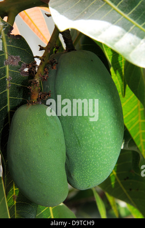 Mangoes growing on tree, Costa del Sol, Malaga Province, Andalucia, Spain, Western Europe. Stock Photo