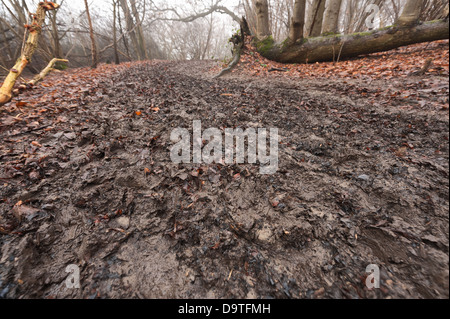 bleak muddy squelchy mud churned up by walking on footpath in winter rambles mist low lying orange fallen beech leaves on ground Stock Photo