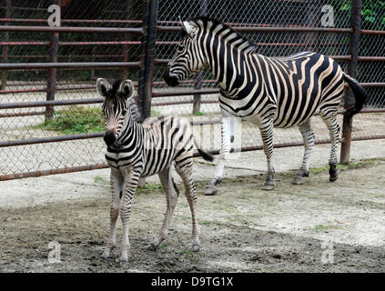 Brno, Czech Republic. 26th June 2013. Baby of Chapman's zebra which was born three days ago is seen in zoo in Brno, Czech Republic, June 26, 2013. (CTK Photo/Vaclav Salek/Alamy Live News) Stock Photo