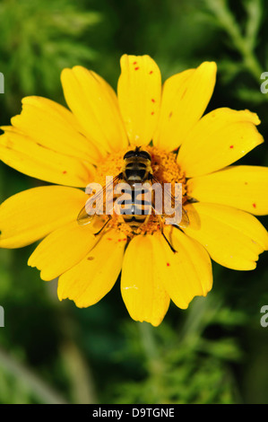 Bee collecting nectar wings covered with pollen grains. Flower pollination process. Stock Photo
