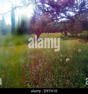 Spring landscape distorted through painted glass. Wild flowers light leak abstraction. Stock Photo