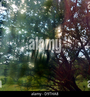 Light streaks through tree branches on sunny spring day. Painted glass distortion. Stock Photo