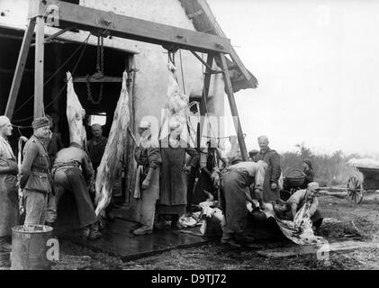 Propaganda text of National Socialist report on the back of the picture:  'Butcher festivity of the Saxons in the Ukraine. Cattle is slaughtered at self-made cranes'. Motive from the Eastern front on the 30th of May in 1941. In contrast to the information propagated in Germany, there was supply shortage as a rule at the Eastern front.    Fotoarchiv für Zeitgeschichte Stock Photo