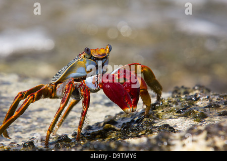 Close up detail of a Sally Lightfoot crab With Bright Red Claws on Caribbean Rocks. Stock Photo